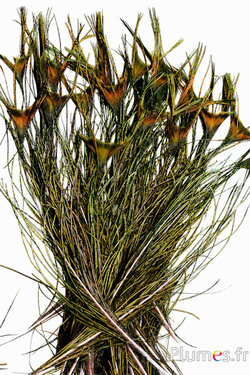 Pavone blu strascico - 40-45 cm - naturale